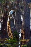 Egret On A High Perch_45524